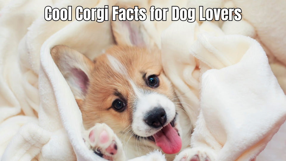 A Pembroke Welsh Corgi for a guide to Welsh Corgi facts.