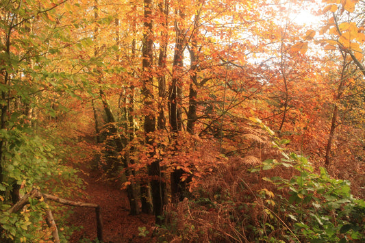 Tall tree trunks surrounded by autumn colours in Blaen Bran Community Woodland