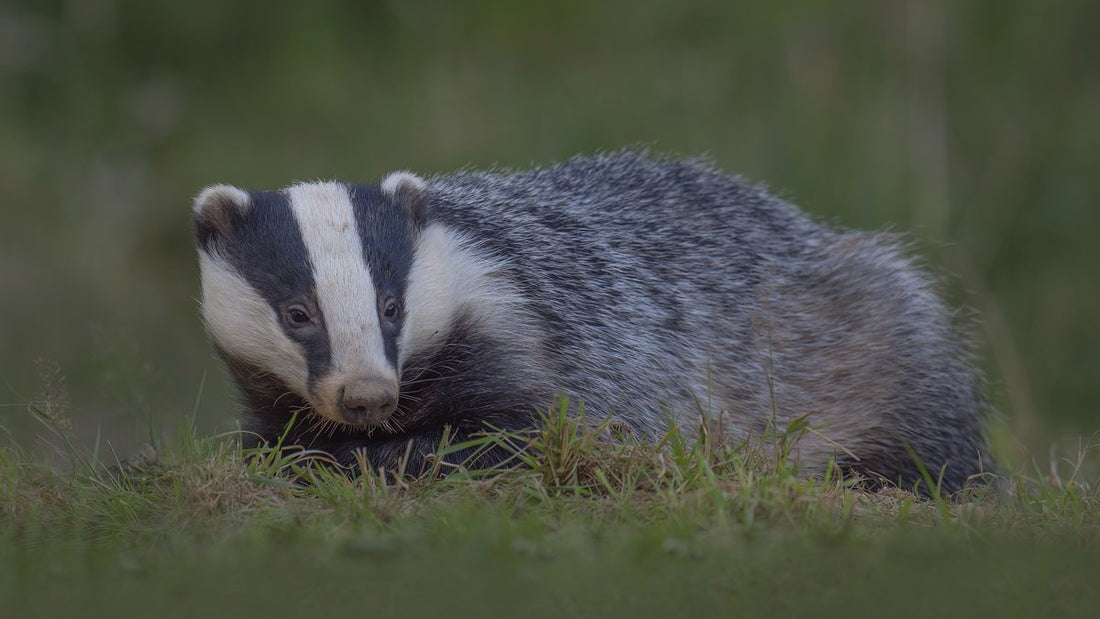 European badger standing on grass