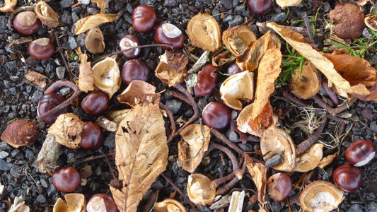Horse chestnut conkers and split seed cases among autumn leaves