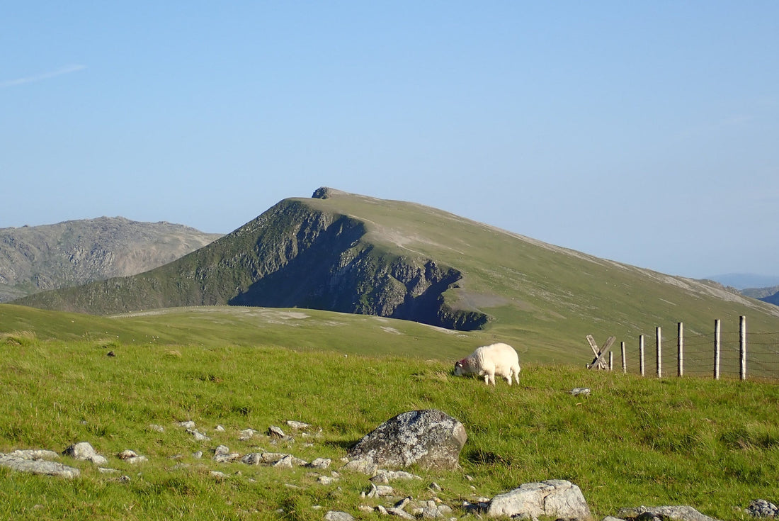 Welsh Mountain sheep on rocky ground with Y Garn and Glyder Fach beyond