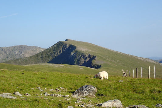 Welsh Mountain sheep on rocky ground with Y Garn and Glyder Fach beyond