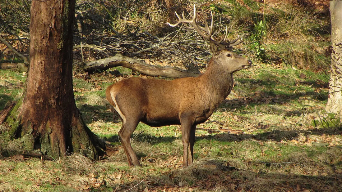 Red deer stag standing among trees in Margam Country Park