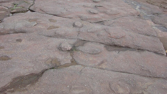 Dinosaur footprints preserved in rock on the foreshore at Bendrick Rock in Wales