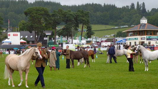 Handlers present horses for judging in the Main Ring at the Royal Welsh Show