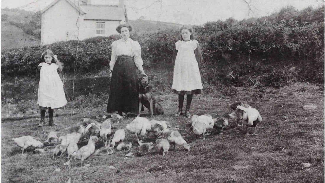 Three people with a flock of geese at a farm near Cowbridge