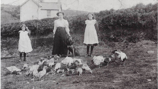 Three people with a flock of geese at a farm near Cowbridge