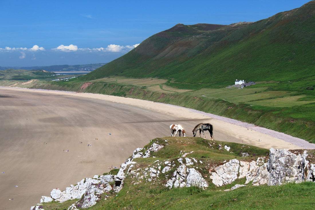 Horses grazing on grassy cliffs overlooking Rhossili Bay and its sandy beach on the Gower Peninsula, Wales. Photo by Mark Tucker via Pexels.