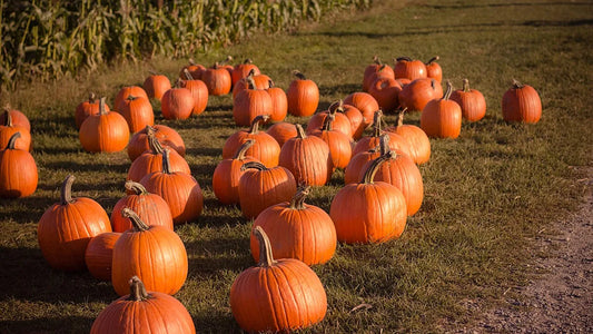 Pumpkins laid out beside a field for visitors to choose