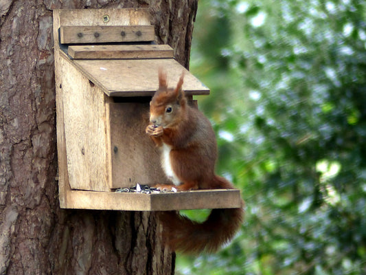 A red squirrel photographed on Anglesey