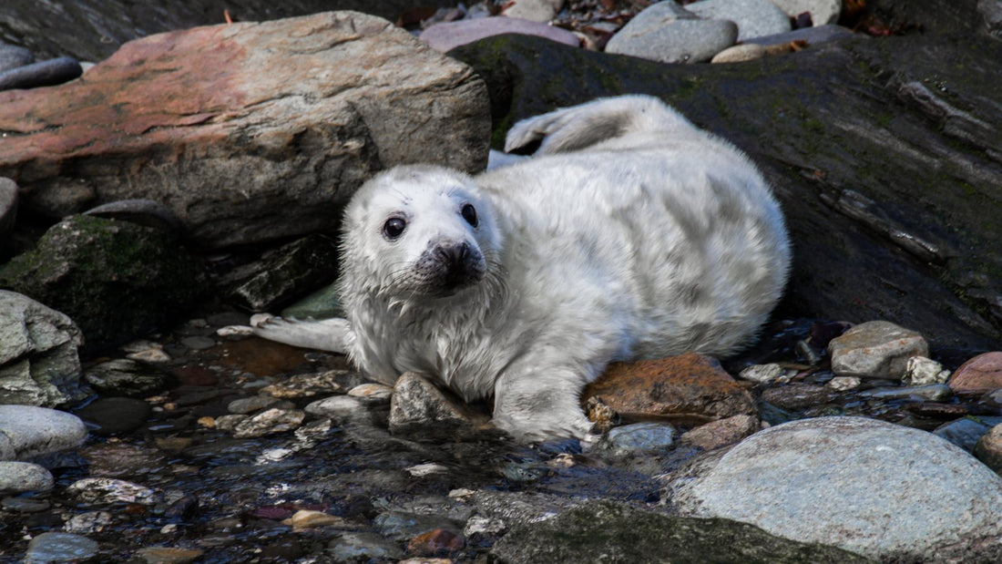 A young grey seal among rocks beside the water.