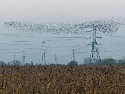 A starling murmuration gathering over Newport Wetlands