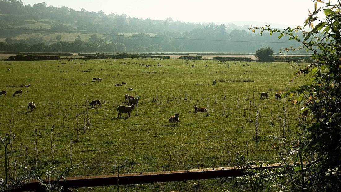 Sheep grazing in the Usk valley countryside