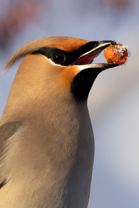 Bohemian waxwing close-up with a rowan berry