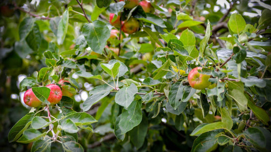 Red and green apples ripening among leaves on an apple tree