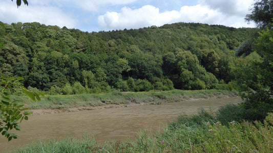 River Wye flowing past woodland near Tintern