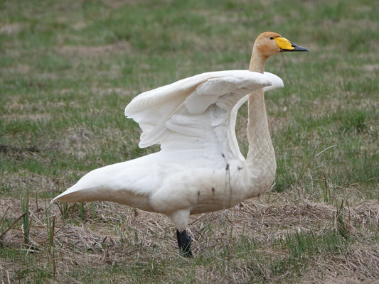 Whooper swan standing on grass