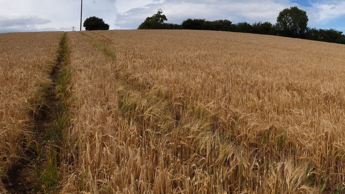 A golden wheat field near Denbigh and Flintshire in Wales